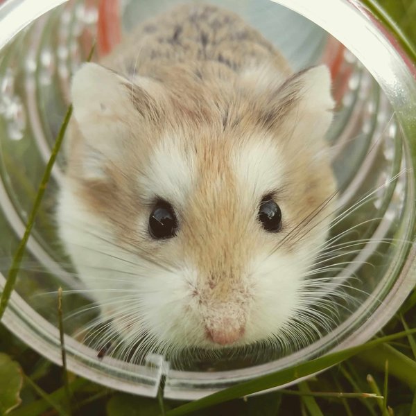 The basics of gerbil care